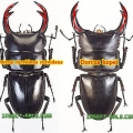 xylotrupes gideon siamensis