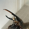 Dynastes hercules hercules