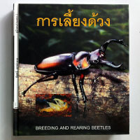 การเลี้ยงด้วง