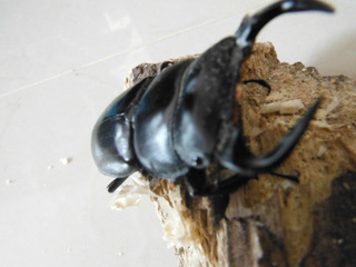 ด้วงคีมกระทิงดำ Dorcus antaeus
