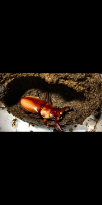 คีมสมั่น