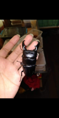 คีมฟันเลื่อย