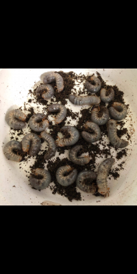 หนอนด้วงหลายรายการ